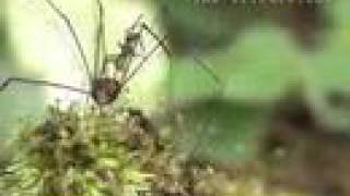 Army ants swarm a harvestman and try to eat it alive [upl. by Nalek]