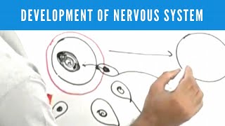 Development of Nervous System  Neuroanatomy [upl. by Sarat868]