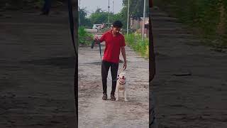 American bully Stay Traning dog pets short dog youtubeshorts shortvideo [upl. by Jami]