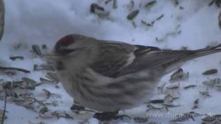 Birkenzeisige common redpoll [upl. by Dicky187]