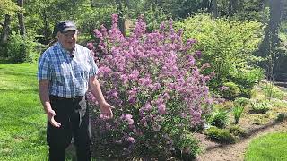 How To Prune Lilacs  To Keep Them Healthy Vigorous Free Flowering amp Well Formed 😉👏👍✂️💚 [upl. by Sherard]