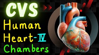 Human Heart  Left Atrium  Left Ventricle  Anatomy  Hindi  CVS Part 4  BAMS 1ST Year [upl. by Ardiedak]