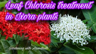 Leaf chlorosis treatment in Ixora plants 🌱 [upl. by Christiansen]