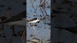 Blacknecked Stilt shorts birds wildlife [upl. by Hakim]