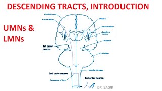 Descending Tracts  Introduction  LMN  UMN  1st 2nd and 3rd order Neurons [upl. by Robinson]