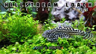 Hillstream Loach care  5 Dos amp Donts  Types amp Basics guide [upl. by Artnoed521]