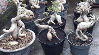 Paket super murah adenium bunga tumpukarabicumbonggol bahan grafting [upl. by Croom]