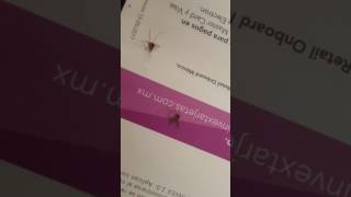 Mosquitos Volaris flight 914 Part 5 [upl. by Drusi957]