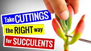 SUCCULENT PROPAGATION  HOW TO Take CUTTINGS the RIGHT way [upl. by Ameer]