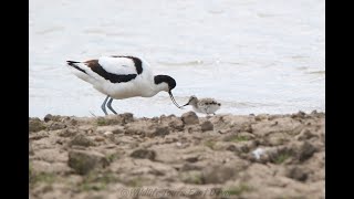 Avocet chicks in Steart Marshes [upl. by Enail590]