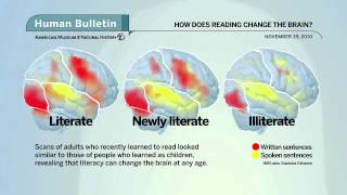 Science Bulletins How Does Reading Change the Brain [upl. by Nylzor]