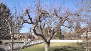 How to Prune Old Apple Trees [upl. by Diraj644]