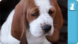 80 seconds of Adorable Wrinkled Basset Hound Puppies [upl. by Fara]