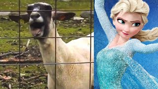 Let It Goat  Disney Frozen Edition [upl. by Adamo]