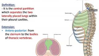 Overview of Thorax 2  Thoracic Contents  Dr Ahmed Farid [upl. by Enaasiali]