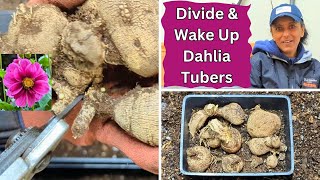 Dividing amp Waking Up Dahlia Tubers Easily [upl. by Ekoorb]