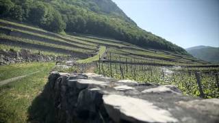 Swiss Wine  VAUD  WAADT [upl. by Kriste]