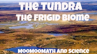 The Tundra Biome Facts [upl. by Doralia]