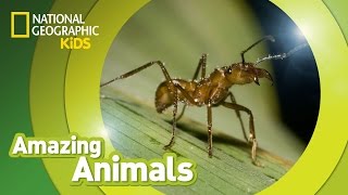 See How Ants Build Bridges in MidAir With Just Their Bodies  National Geographic [upl. by Angy664]