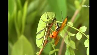 공생과 기생  Swallowtail butterfly Ichneumonoidea  Relationships in Nature 07 호랑나비 애벌레와 맵 [upl. by Arbma]