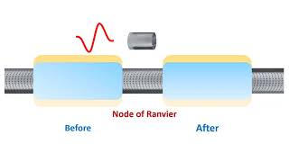 Node of Ranvier The First Function [upl. by Neuburger785]