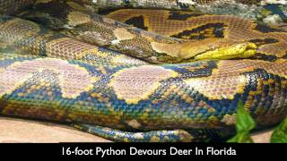 16foot python devours deer in Florida [upl. by Marquez282]