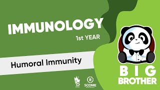 Humoral Immunity B cells amp Antibodies [upl. by Ayalat561]