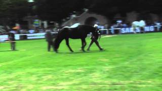 Dublin Horse Show RID Stallion Parade RDS 2007 [upl. by Benedicta]