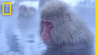 Meditative Snow Monkeys Hang Out in Hot Springs  Short Film Showcase [upl. by Sabian]