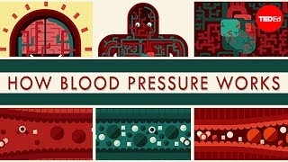 How blood pressure works  Wilfred Manzano [upl. by Pooi434]