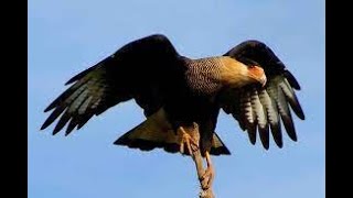 Carcará caracará carancho caranjo caracaraí e gaviãodequeimada Caracara plancus [upl. by Giovanni]