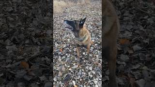 Broaden Your Field Of View belgianmalinois [upl. by Susi]