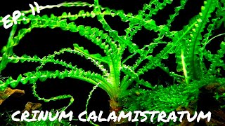 BEGINNER PLANT Crinum Calamistratum [upl. by Colb]