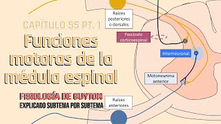 CAP 55 15 Funciones motoras de la médula espinal l Fisiología de Guyton [upl. by Ybor584]