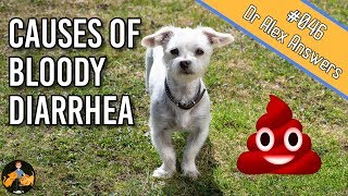 Why is there Blood in Your Dogs Stool  Dog Health Vet Advice [upl. by Harv988]