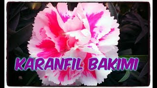 KARANFİL BAKIMI Dianthus Caryophyllus [upl. by Etoile341]