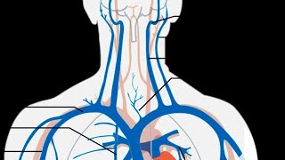 MNEMONIC  Internal Jugular Vein Tributaries [upl. by Pammi]