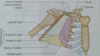 AXILLANOTESBDCHAURASIAUPPER LIMB ANATOMY [upl. by Dierdre]