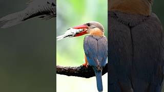 fresh fising when storkbilled kingfisher catching big fish [upl. by Jocko]