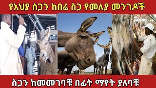 በኢትዮጵያ እንደጉድ እየተሸጠ የሚገኘው የአህያ ስጋamazing ethiopia zena አስገራሚ [upl. by Niassuh]