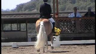 Haflinger Grettle Dressage Championship Shes for sale [upl. by Witt]