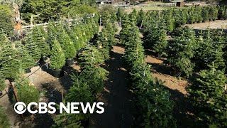 Christmas tree farm rents live trees every year [upl. by Fishback]