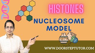 Nucleosome Model Histones H2A H2B H3 and H4  Core Histones amp DNA Packing [upl. by Ashbey]