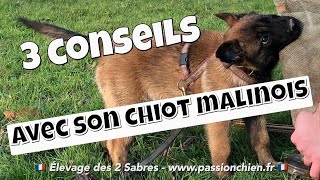 Les 3 conseils des choses à faire avec son chiot malinois dès son arrivée chez vous [upl. by Hapte]