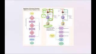 Lecture Video 7 Endocrine System [upl. by Rosemari521]