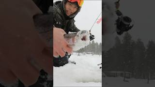 Pimpla regnbåge 🎣 regnbåge röding icefishing isfiske fiske fishing fishaon viral ตกปลา [upl. by Victorie]