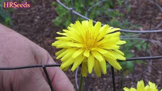 ⟹ Scorzonera  Scorzonera hispanica  Black salsify Flowers 婆罗门参 [upl. by Nivets]