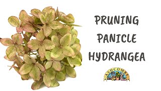 Pruning Panicle Hydrangea [upl. by Vudimir]