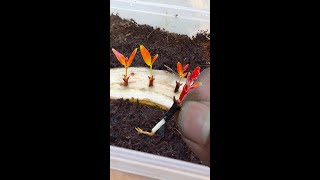 How to Propagate Thuja Plant In A Thuja Cutting [upl. by Nerahs]