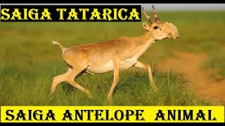 Saiga antelope  animal histrology [upl. by Daberath109]